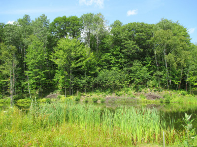 DES ARBRES POUR LES ABEILLES